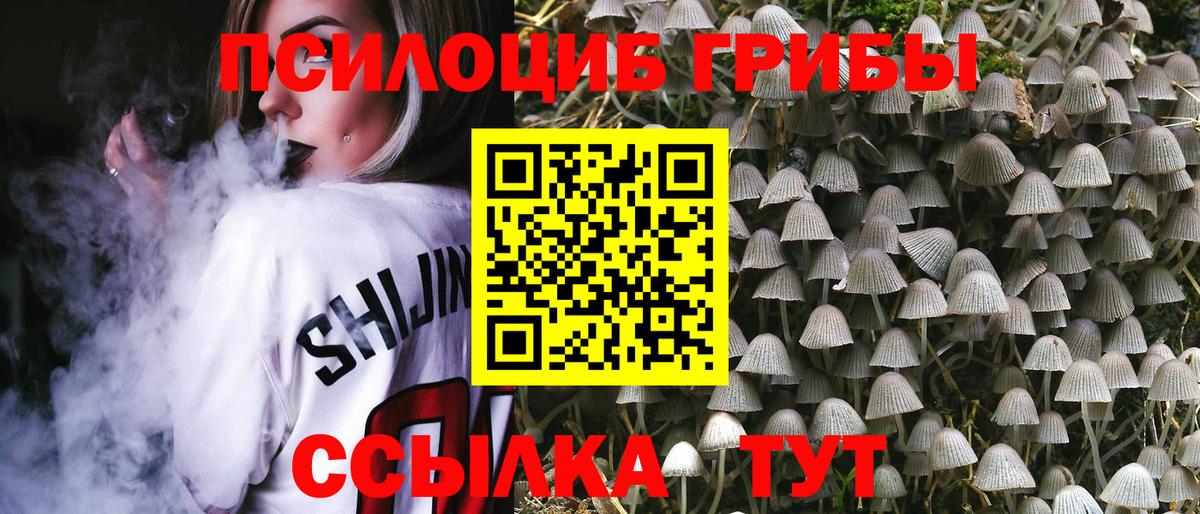 Галлюциногенные грибы Psilocybe Железногорск
